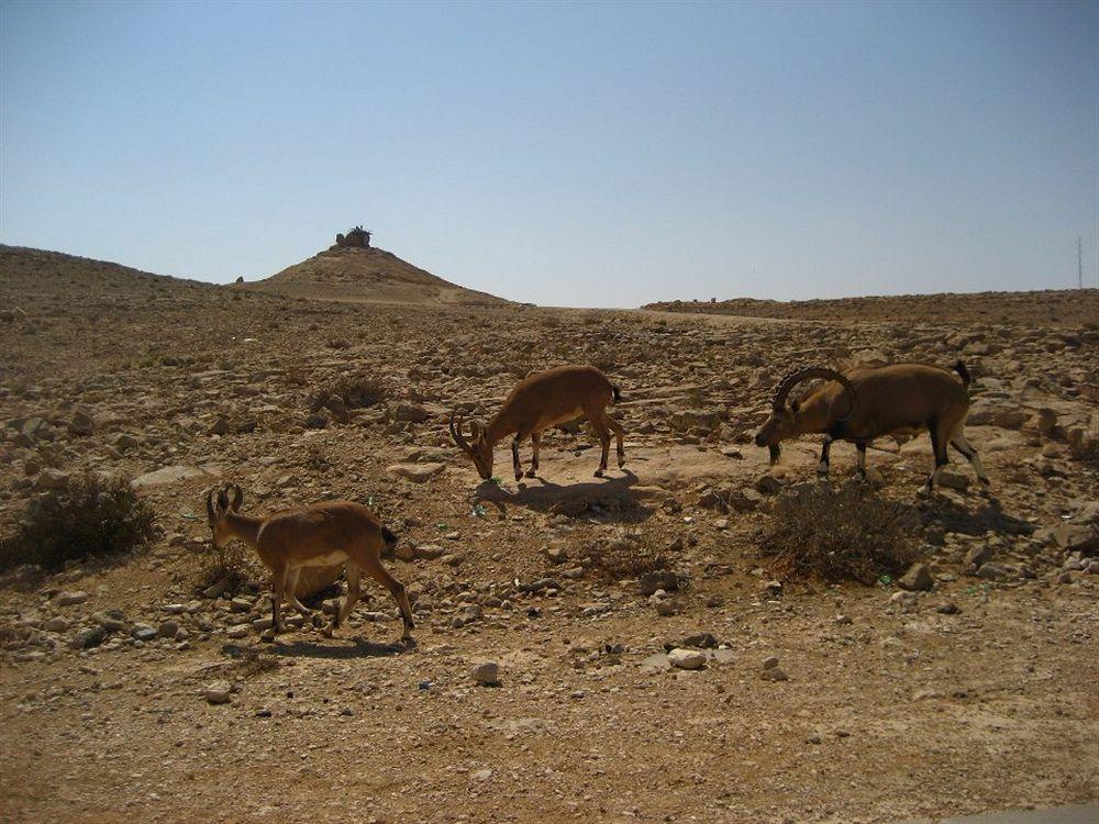 Silent Arrow Hotell Mitzpe Ramon Eksteriør bilde