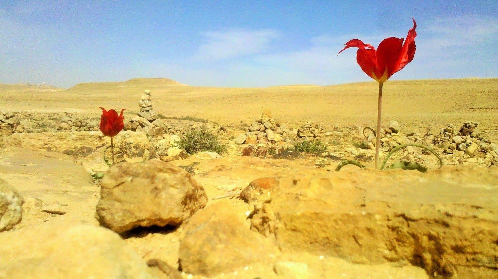 Silent Arrow Hotell Mitzpe Ramon Eksteriør bilde